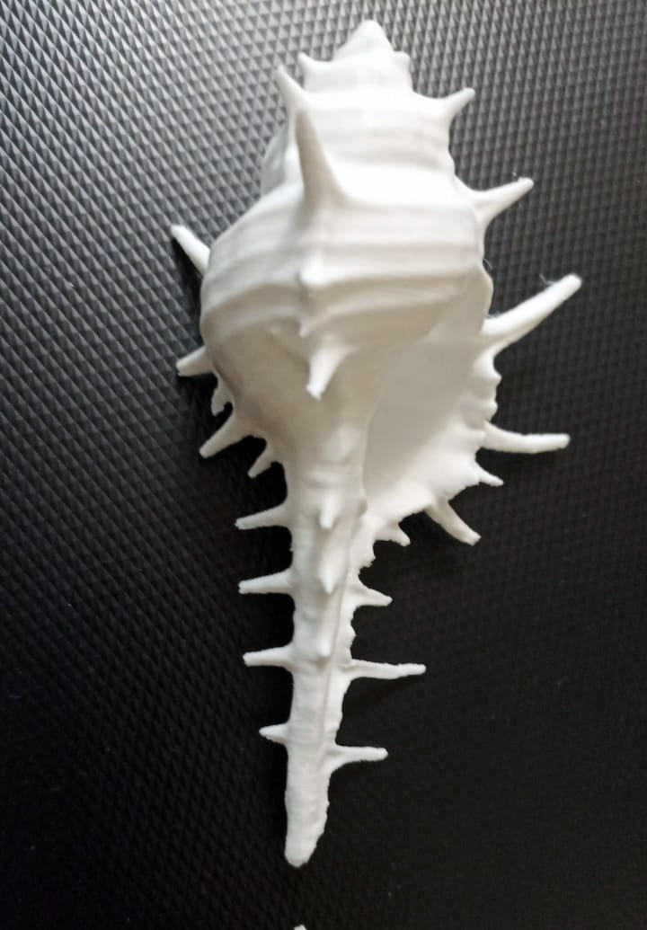 Miniatura 2 do modelo 3D Seashell