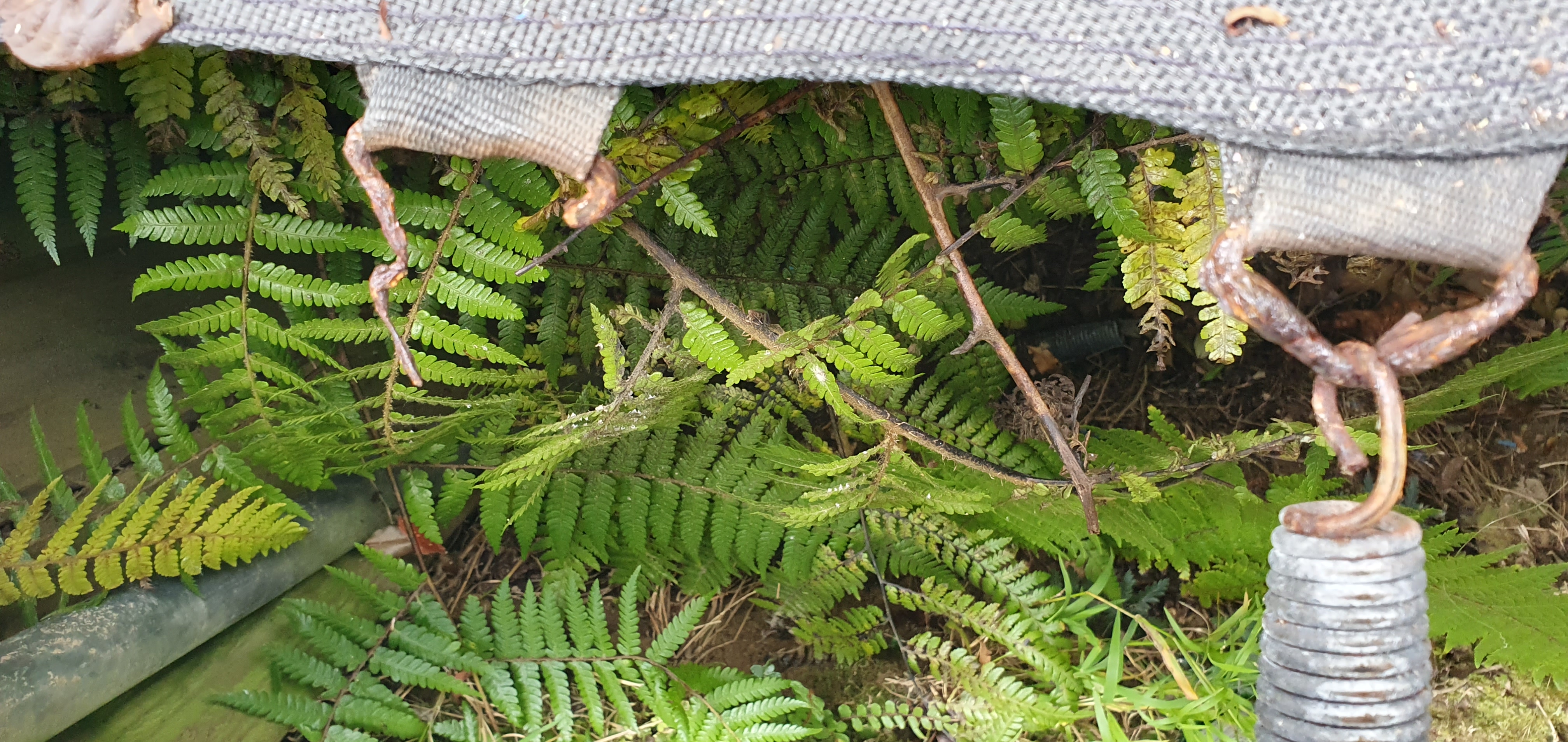 Trampoline mat loop replacements — thumbnail 3