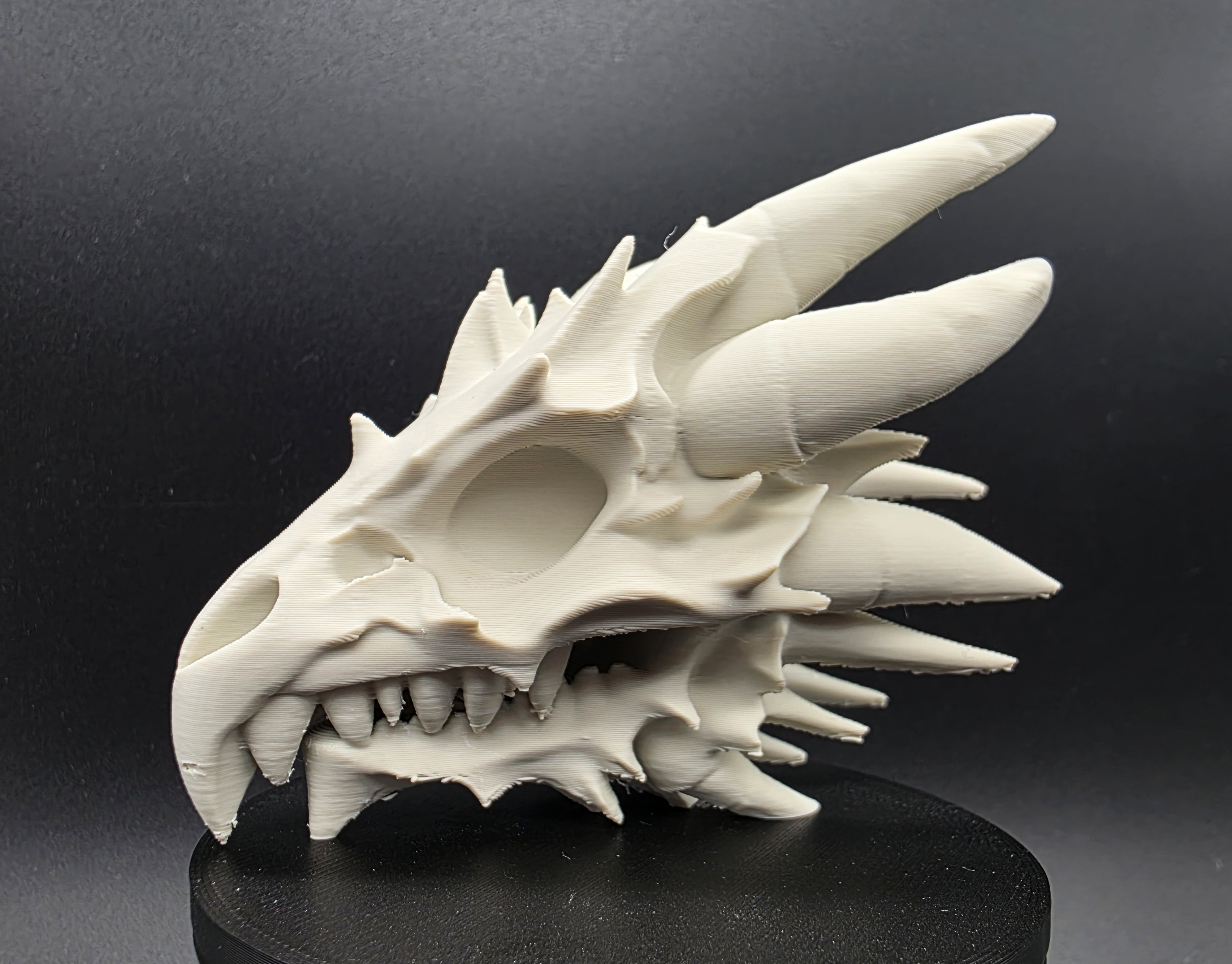 Fossil Prehistoric Bird Skull