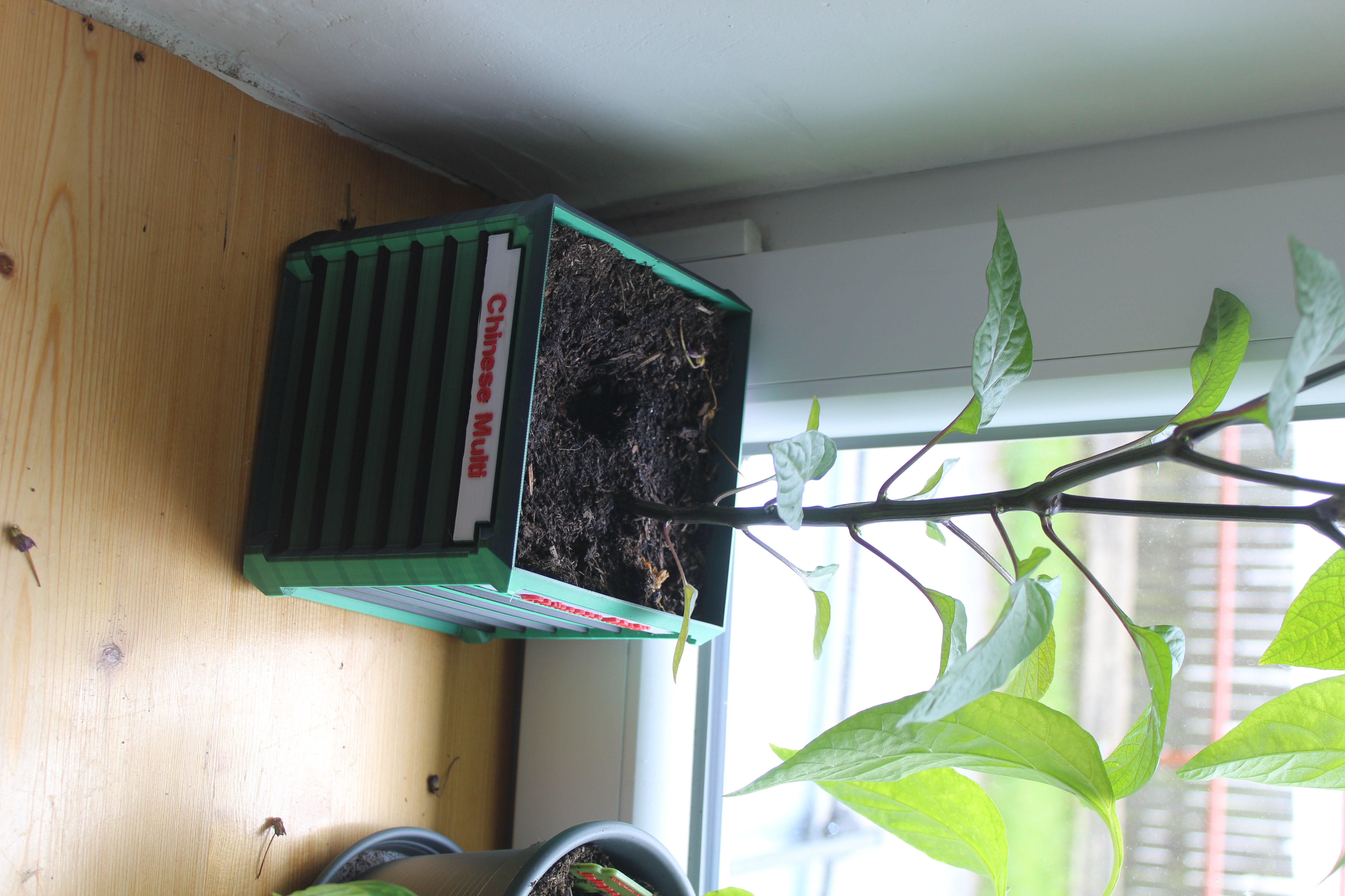 Planter for chilli