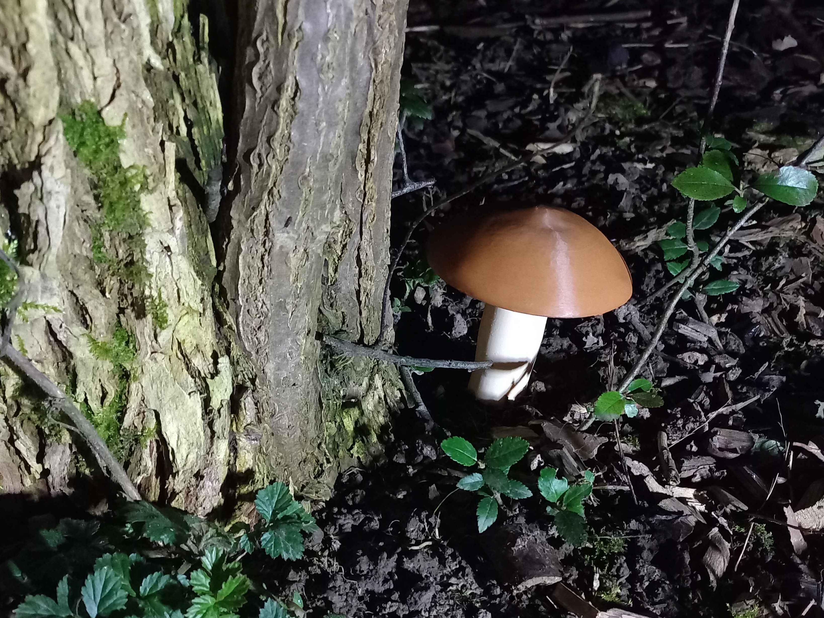 Mushroom Cache (fusion360)
