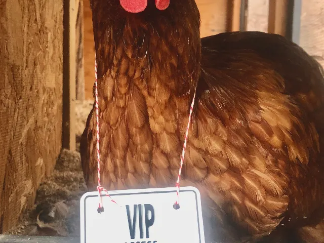 Turkey VIP sign
