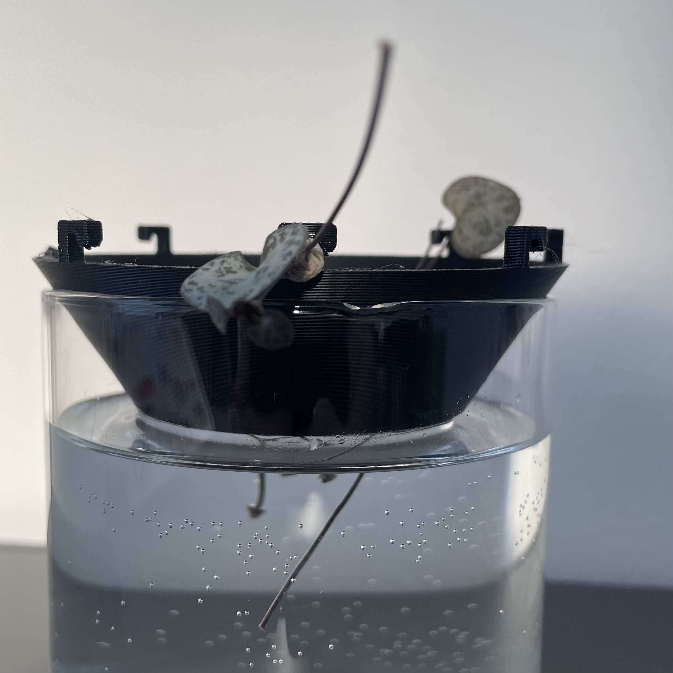 Universal Plant Propagation Lid - Different sizes