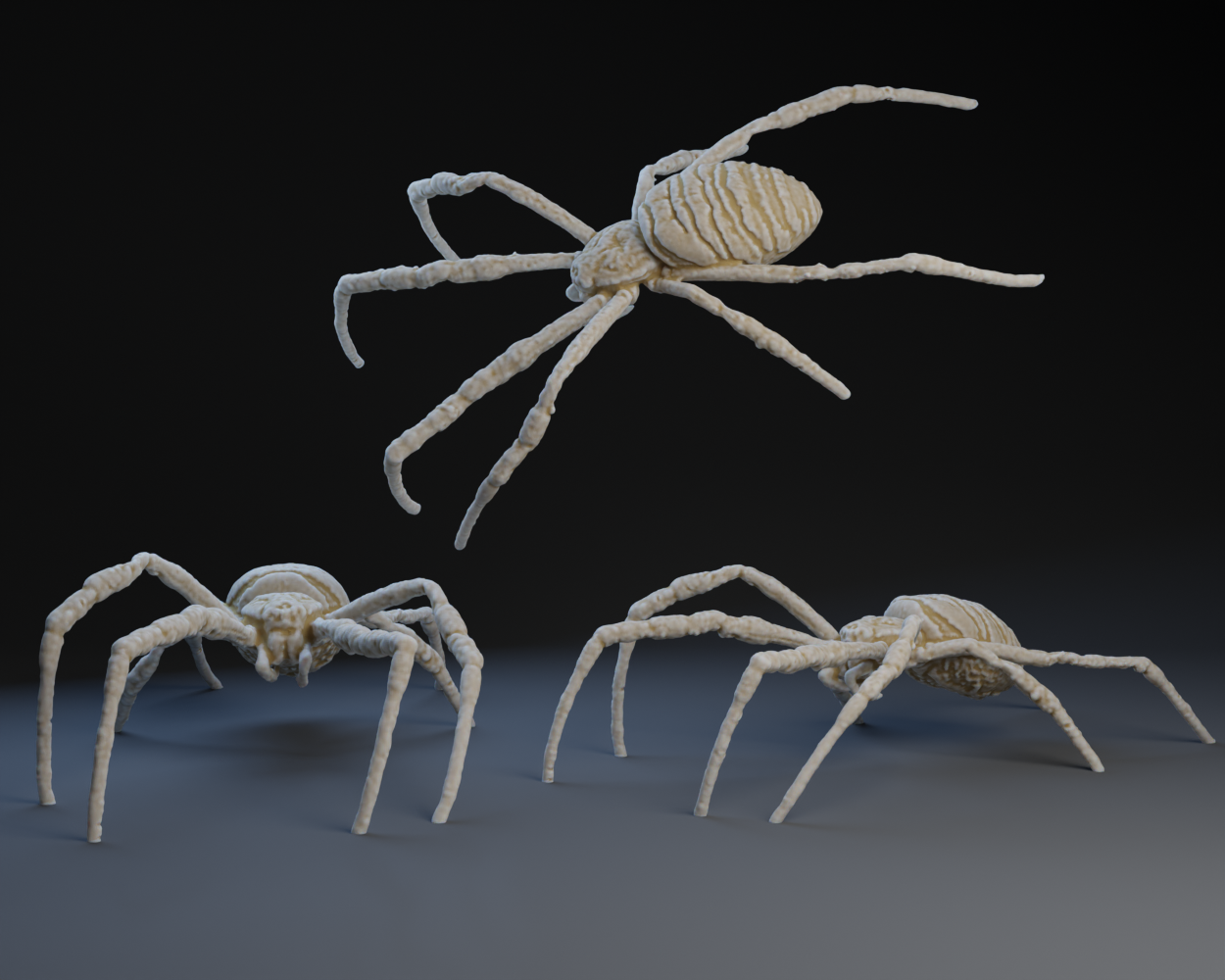 Spider : Orb Weaver