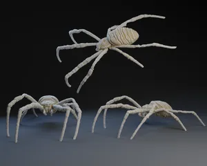 Spider : Orb Weaver