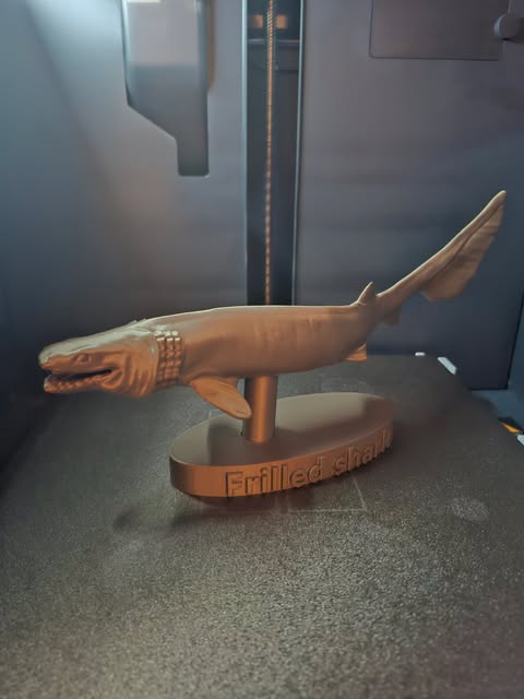 frilled shark