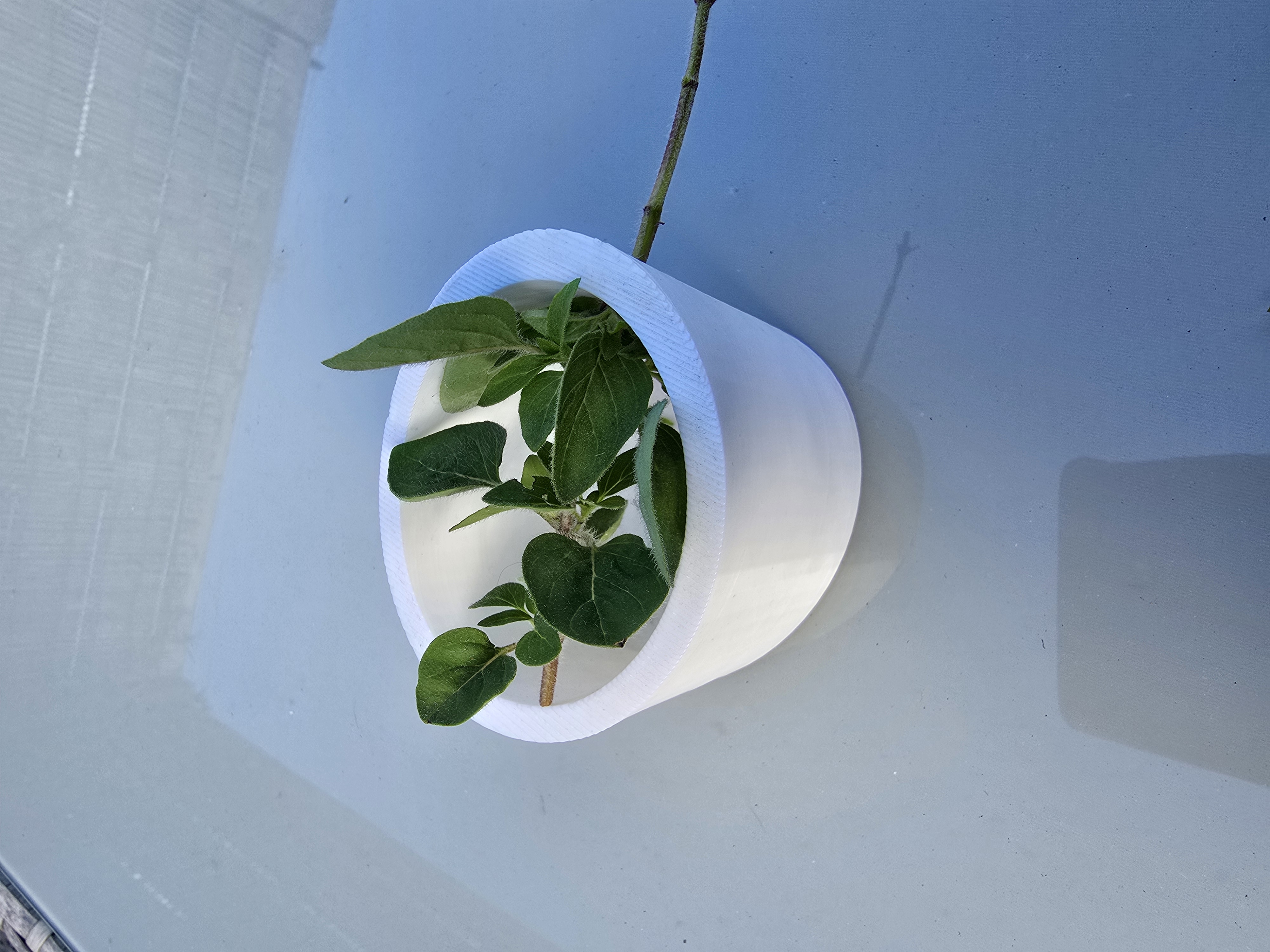 Herb pot to remove the herbs from the branch