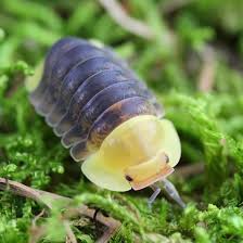 Derpy Isopod!