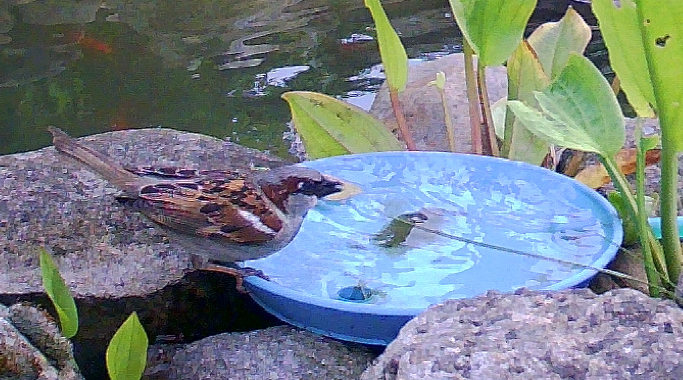 Birdbath