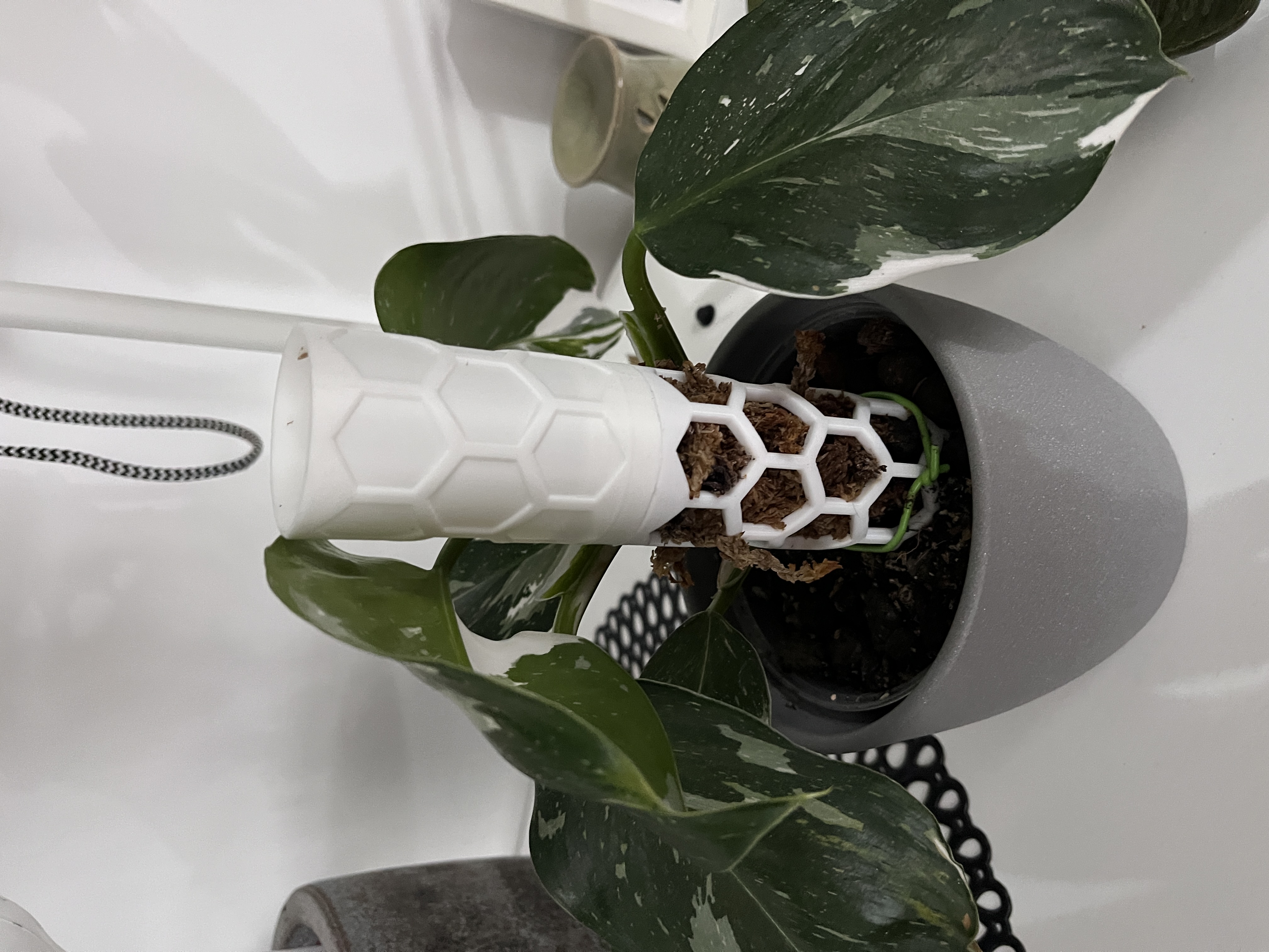 Watering tank for moss pole.