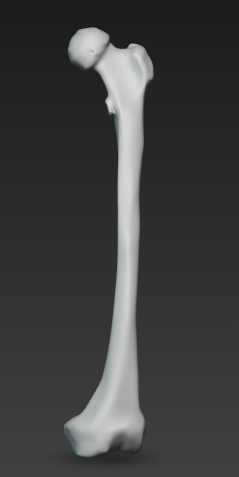 Real Human Femur Bone 1:3