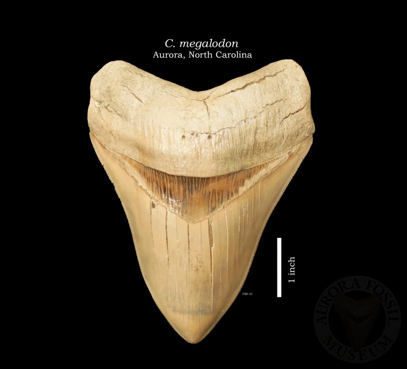 megalodon tooth
