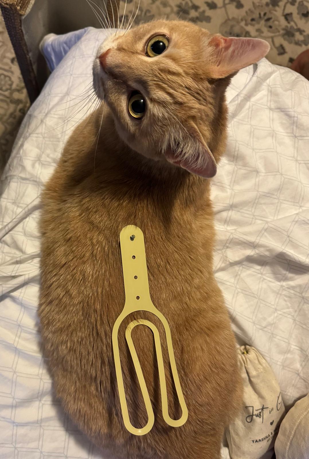 Cat Door Holder