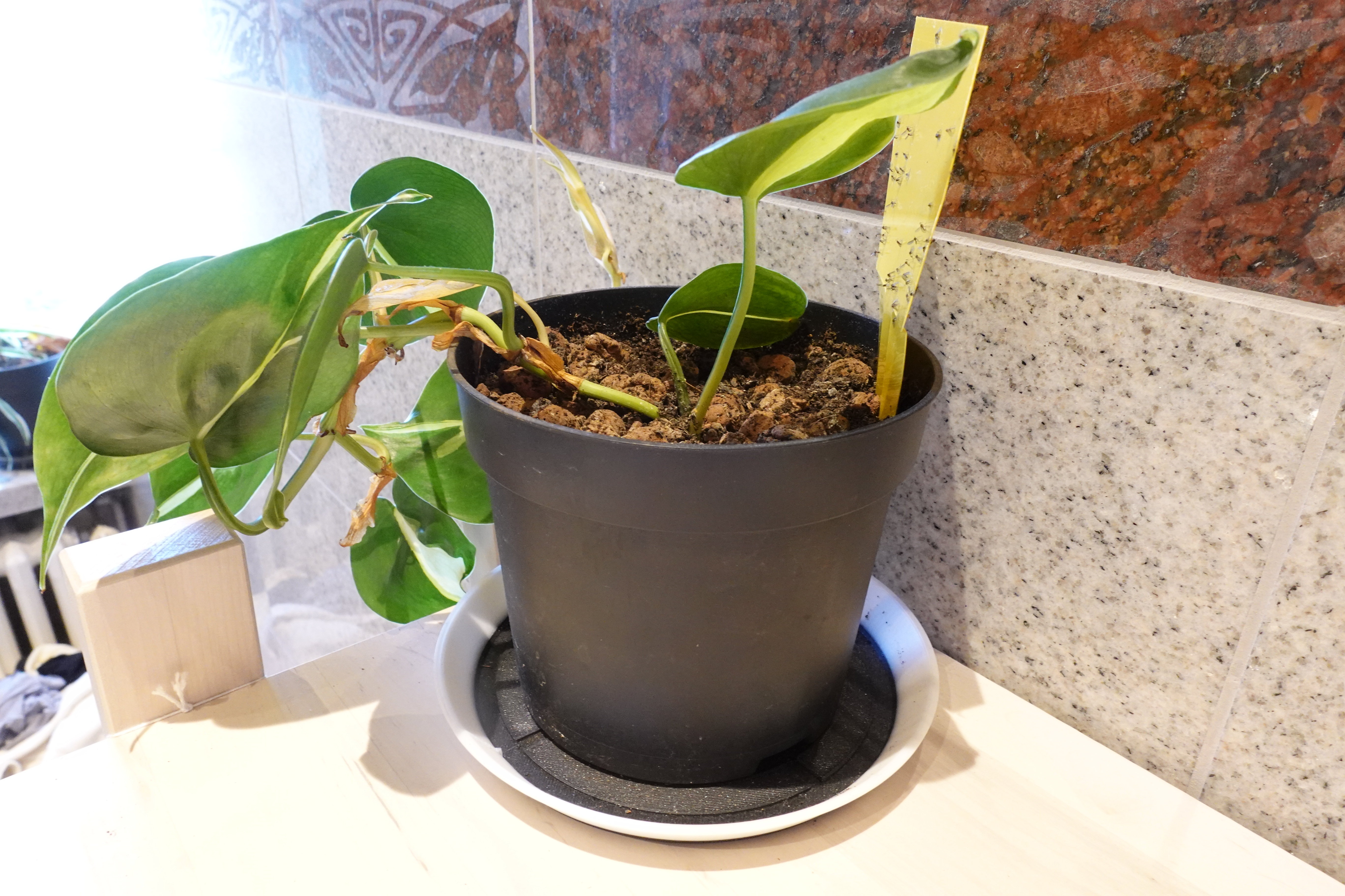 Plant Coaster 120 & 150mm