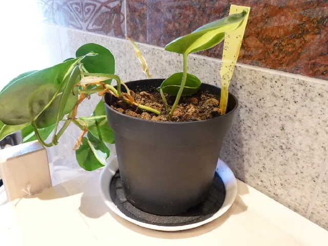 Plant Coaster 120 & 150mm