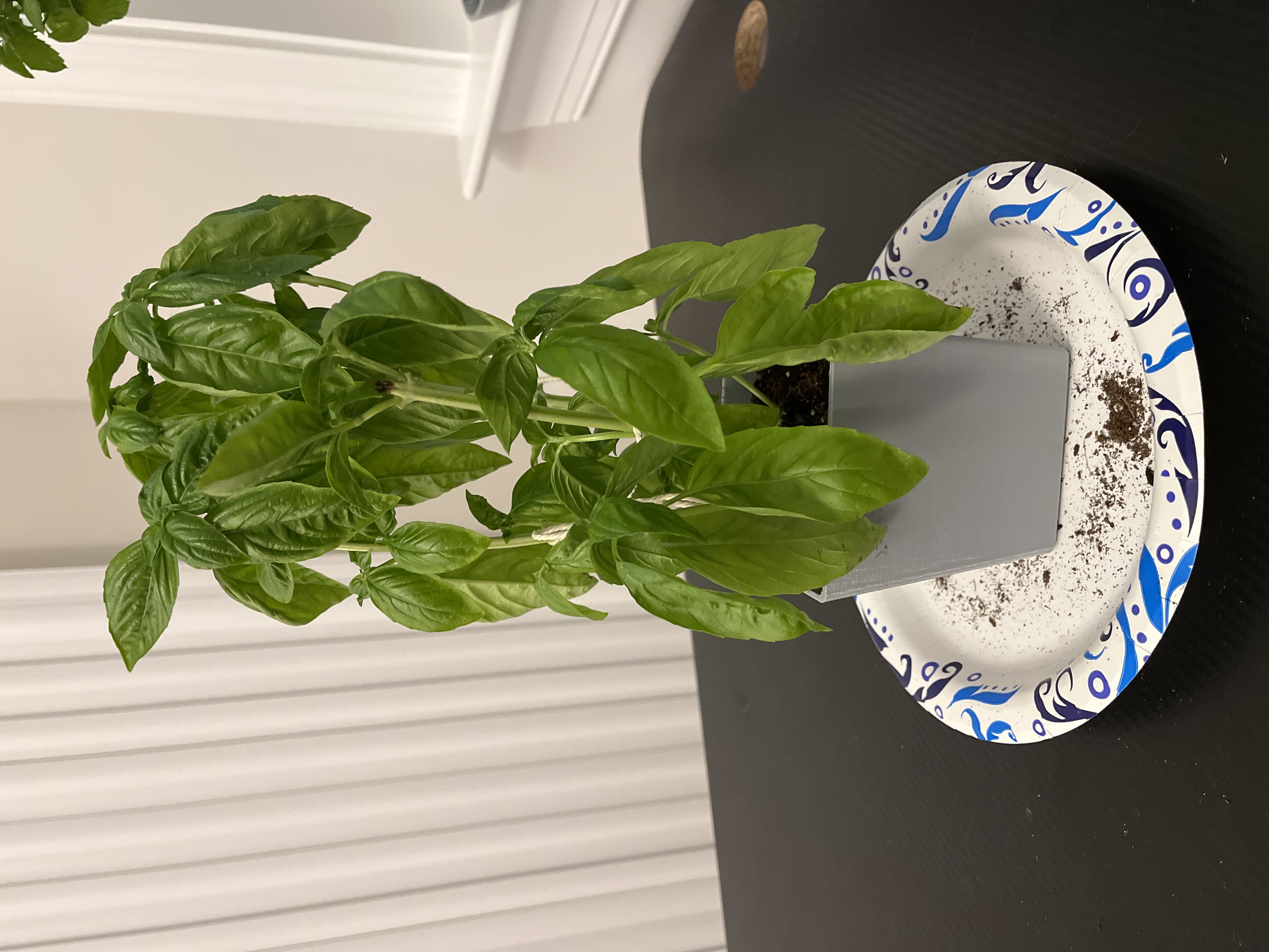 Stable water dish for live herb plant — miniatura 4