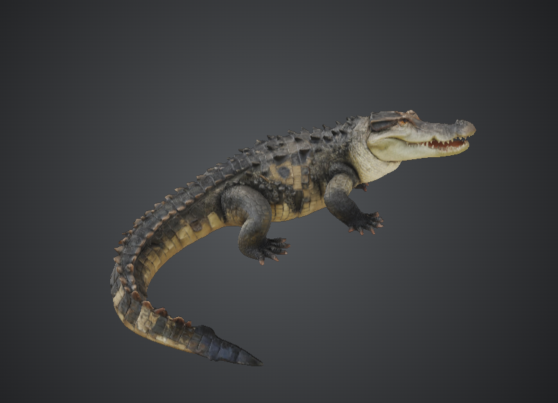 Realistic Alligator 3D Printable Model – Detailed Crocodile Reptile