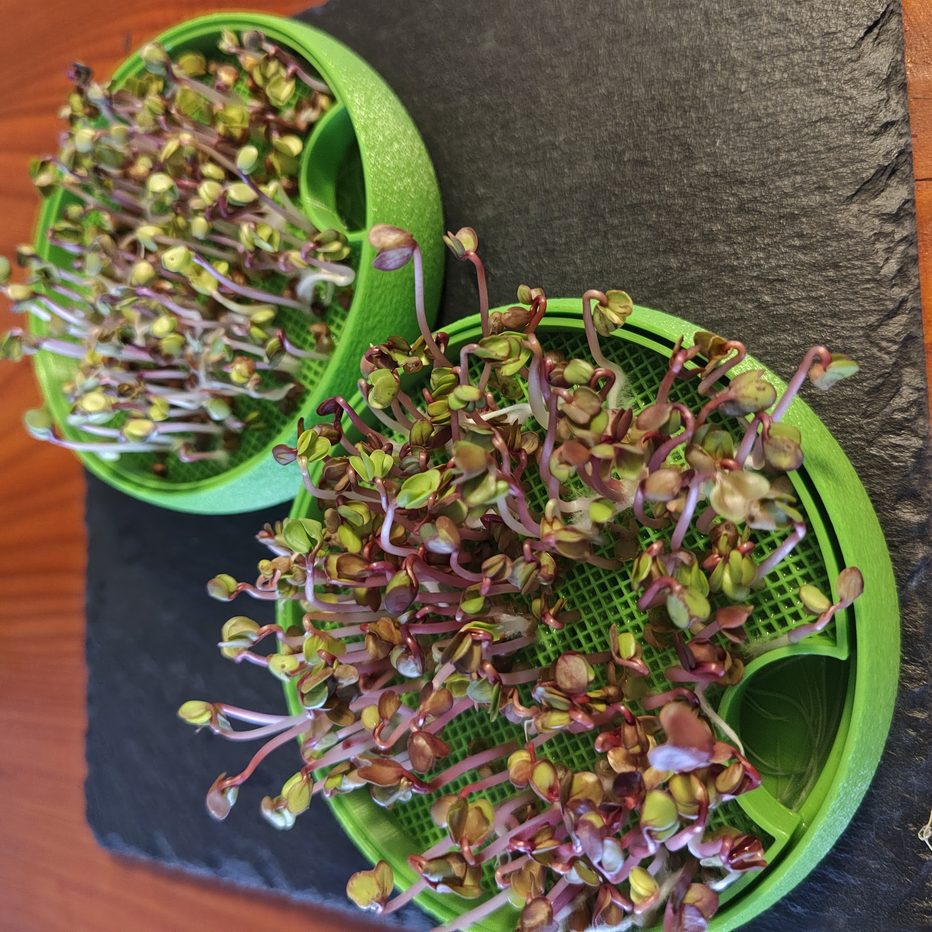 microgreens — miniatura 2