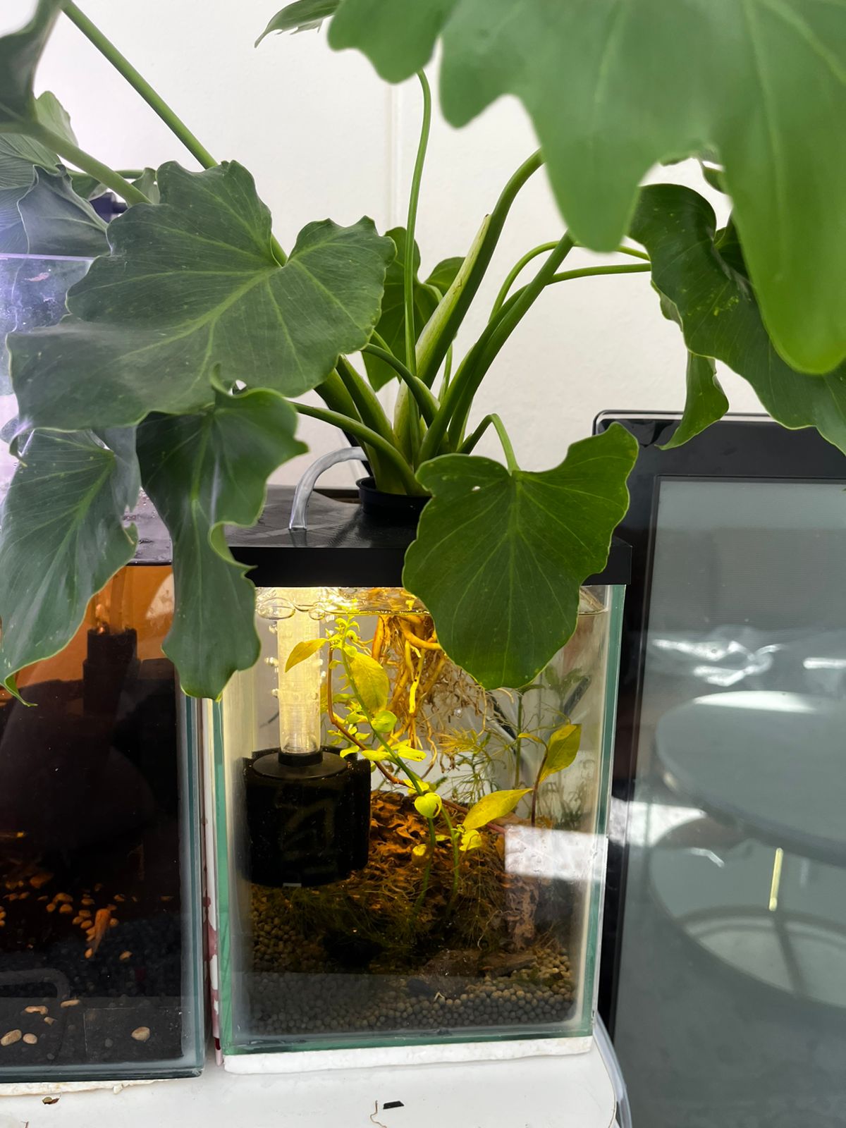 15x16cm Nano Aquarium Lid + Suspended Sponge filter (Shrimp / Fish tank) + Plant Holder