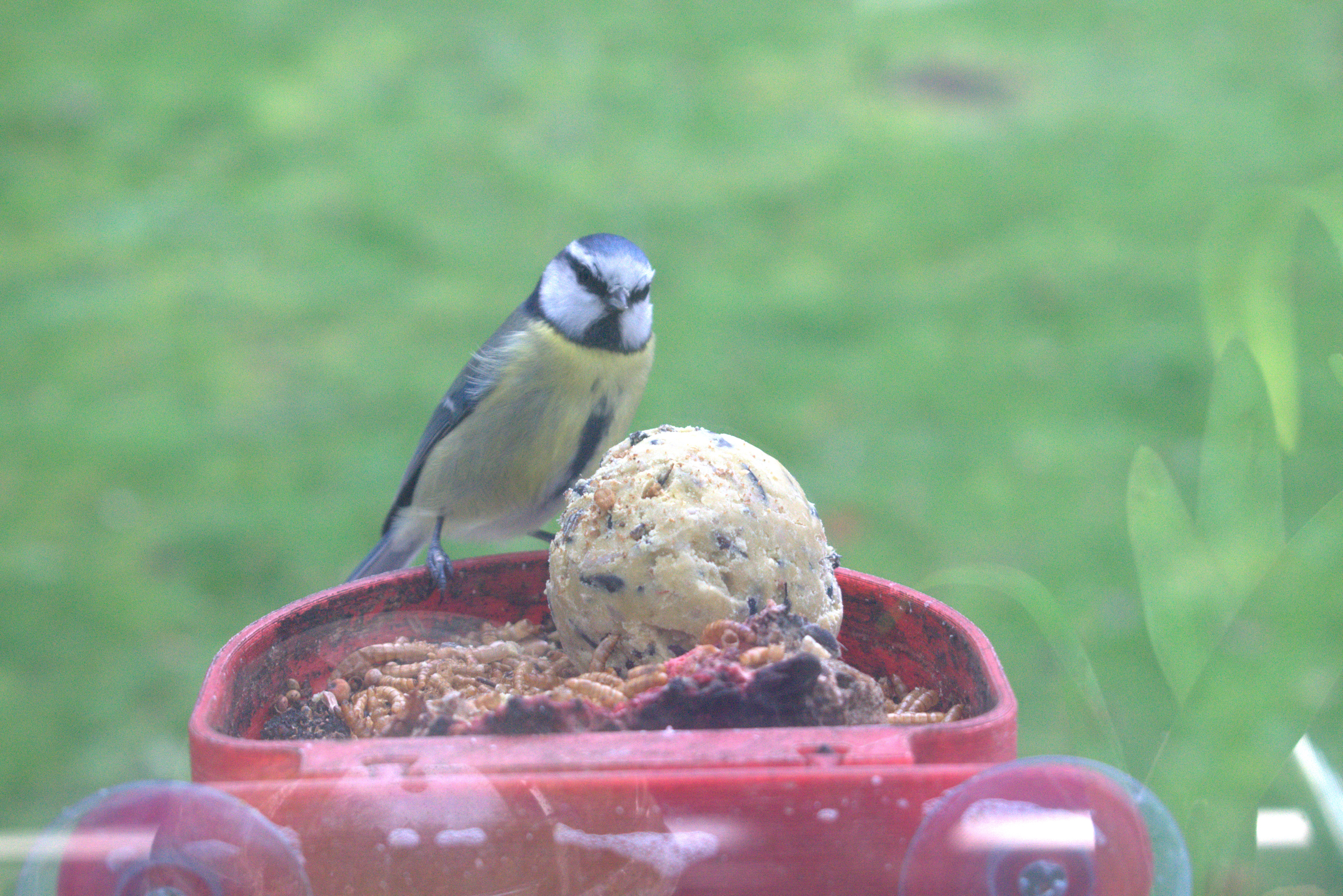 Large Window Hanging Bird Table — thumbnail 18