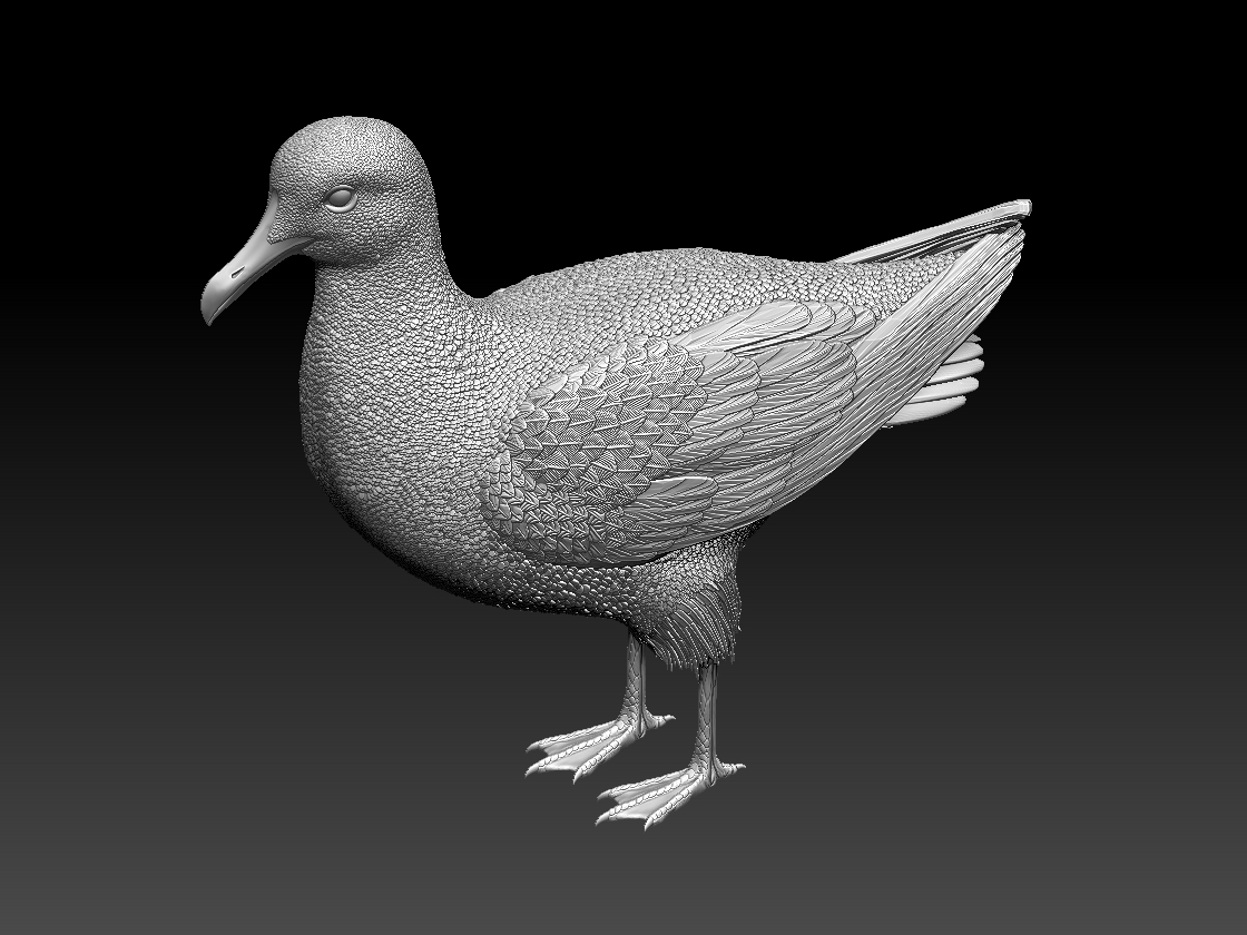 seagull — miniatura 9