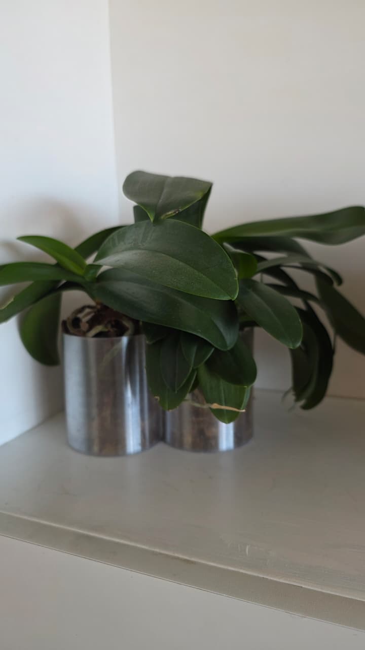 Triple Flower/Orchides Pot