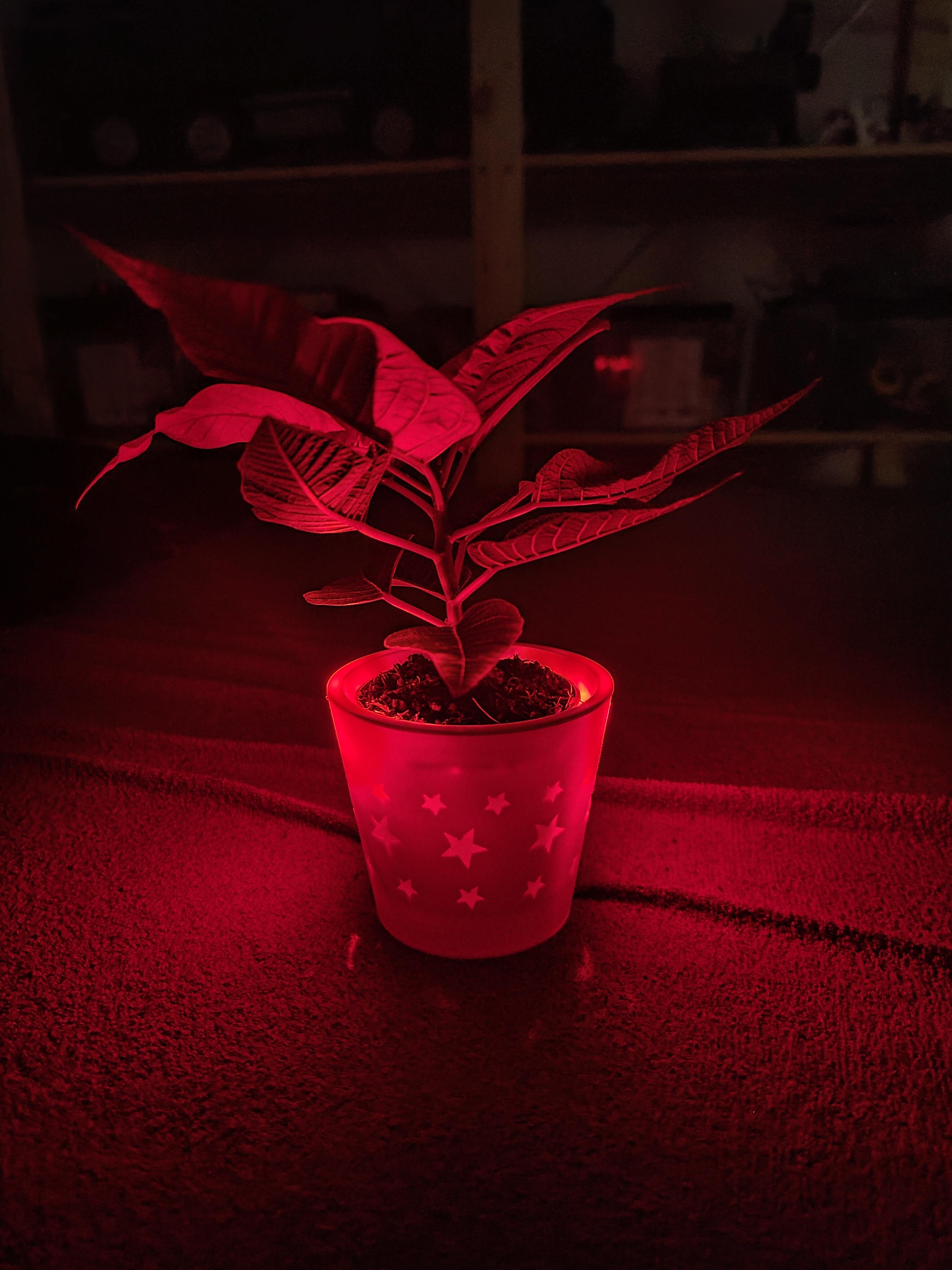 Christmas pot with LEDs