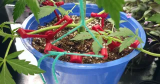 BranchGuide – LST Plant Training Stake System (Cannabis / Tomato / Pepper)