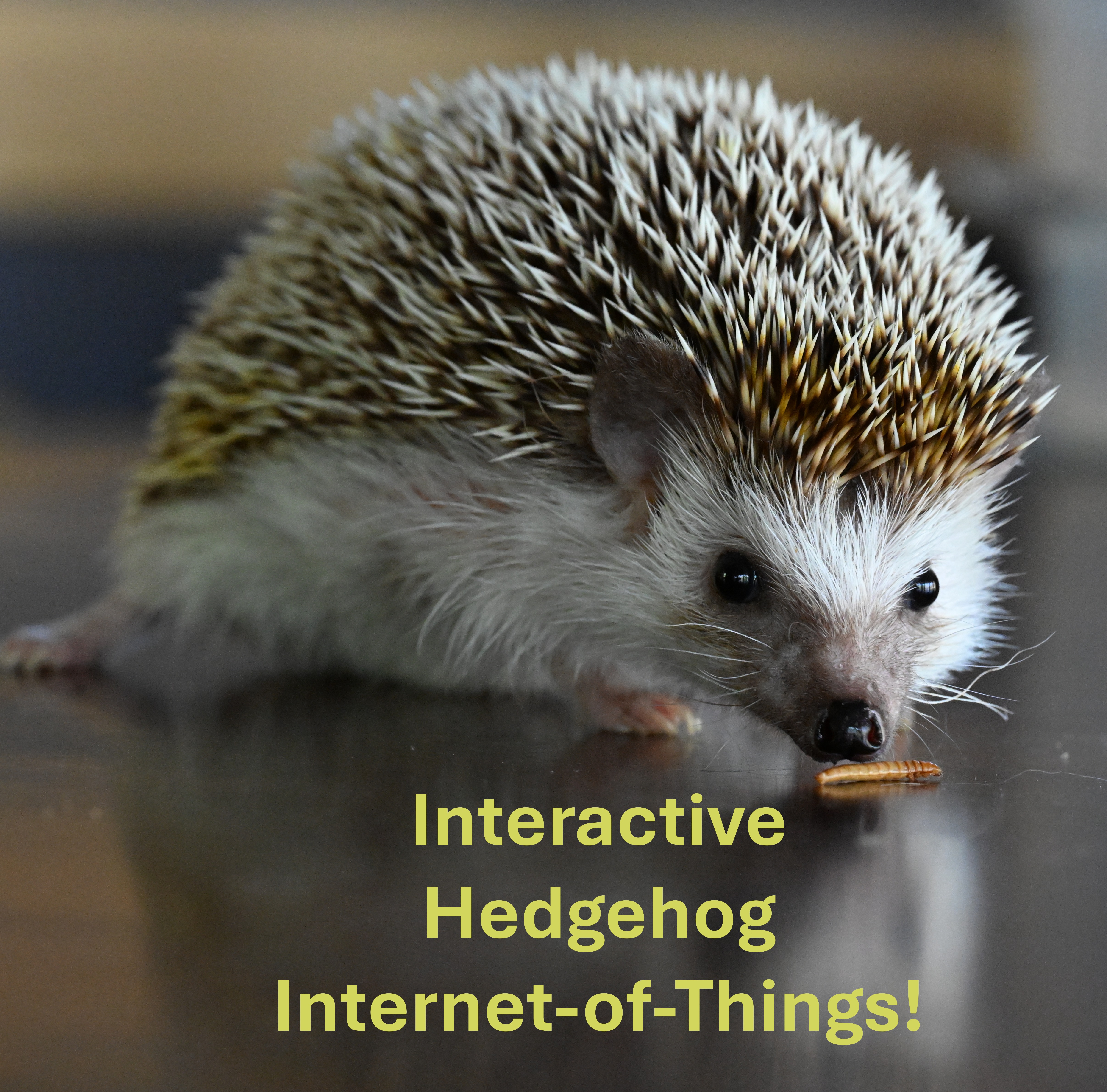 Hedgehog IOT:  Speedometer, odometer, mealworm reward dispenser, food scale, and environment tracker