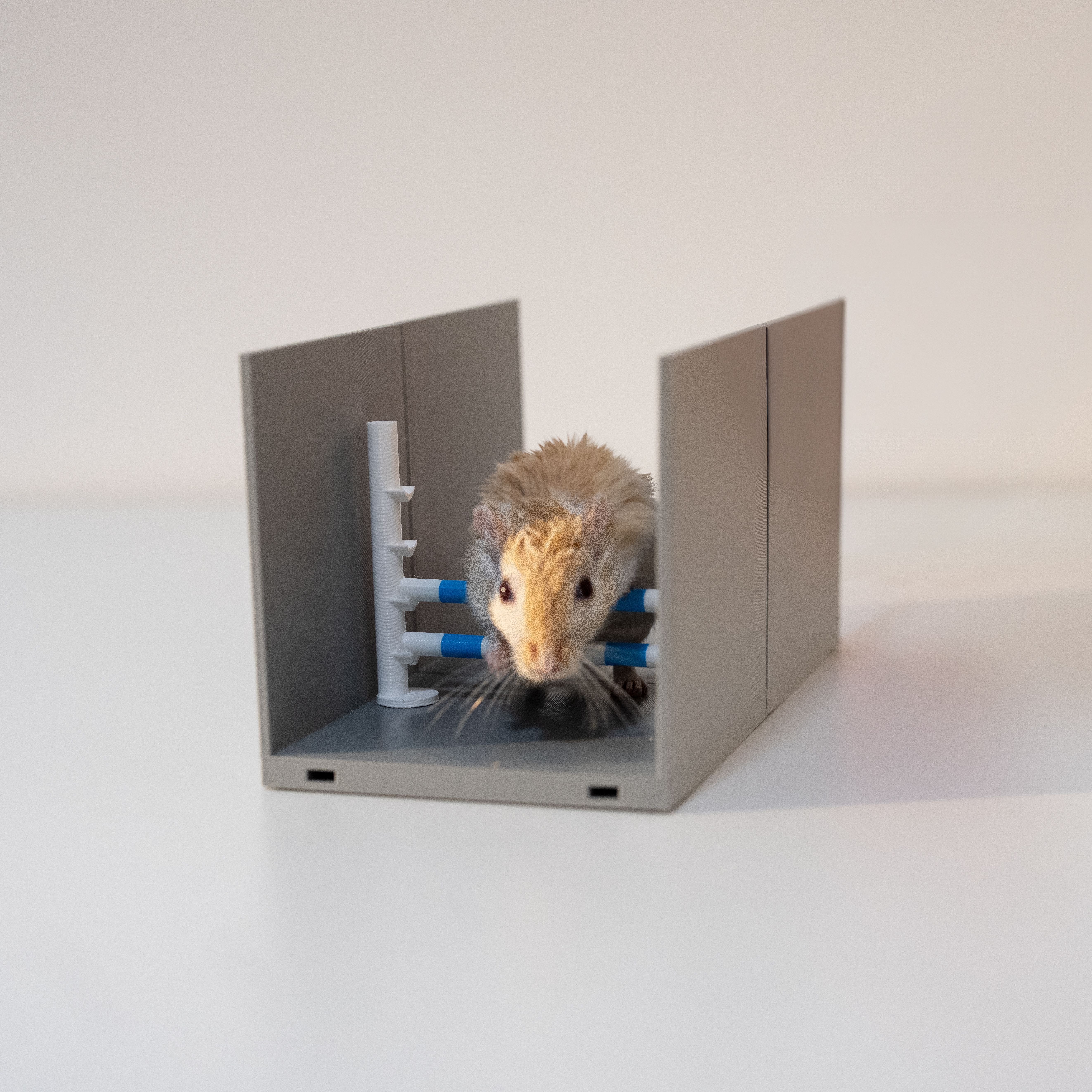 Modular Agility Course for Rodents – Jump Obstacle System