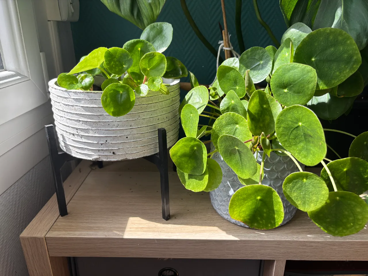 rattan plant hanger basket Kobo Rattan Hanging Wall Basket and Planter, Brown-Gray main image 0